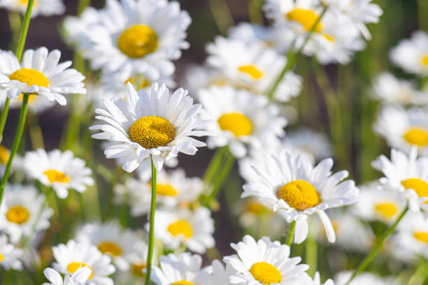 istock Wild chamomile flowers growing on meadow, white chamomiles on green grass background 2140023689