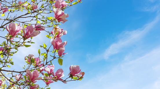Blooming tree branch with pink Magnolia soulangeana flowers in park or garden on blue sky background. Nature, floral, gardening. Banner, header with copy space