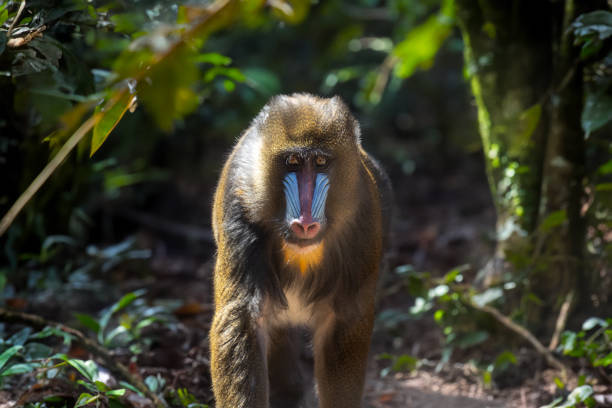 istock Closeup of a monkey in a jungle 2140025279