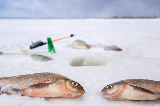 Fresh fish lies on the ice of the lake. selective focus on the fish's eyes. Defocused background.