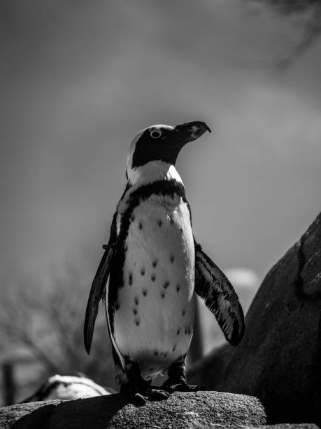 istock Vertical of a penguin stands on a rock at a zoo in grayscale 2140025310