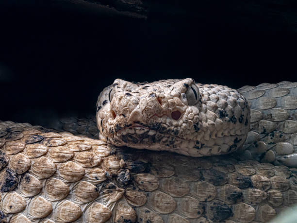 istock Close-up of a coiled alligator snake 2140025314