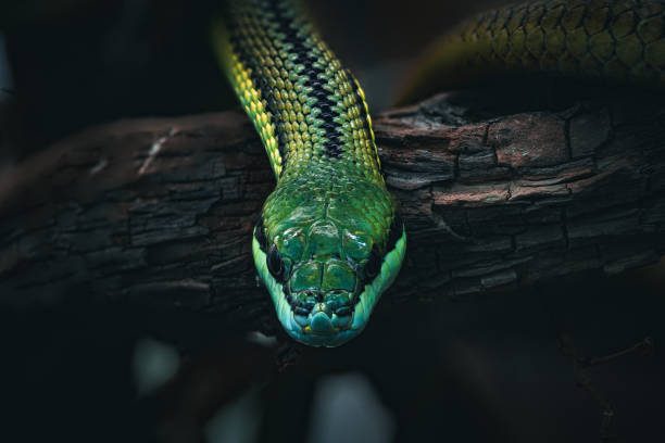 Close-up of a green serpent slithering on a tree branch