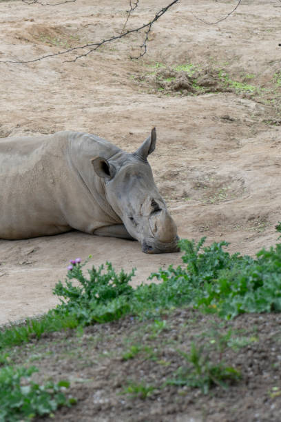 istock Silent Contemplation: The Rhinoceros in Meditation 2140054206