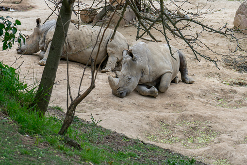 Impenetrable Force: The Determination of the Rhino