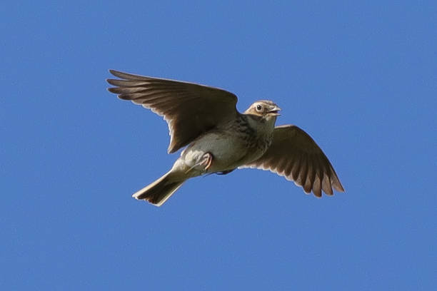 istock Alouette des champs (Alauda arvensis) 2140055797