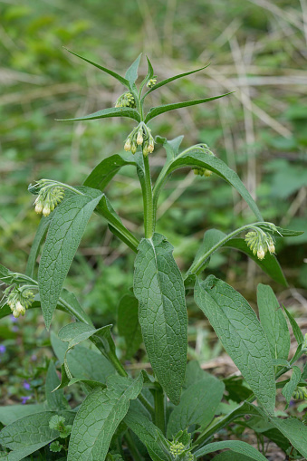Closeup of a single yellow-flowered quaker comfrey wildflower (Symphytum officinale)