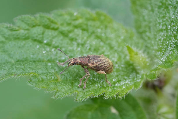 istock Closeup of a broad-nosed weevil beetle, Polydrusus cervinus sitting on a green nettle leaf 2140076664