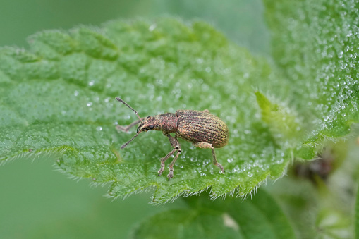 A Closeup of a broad-nosed weevil beetle, Polydrusus cervinus sitting on a green nettle leaf