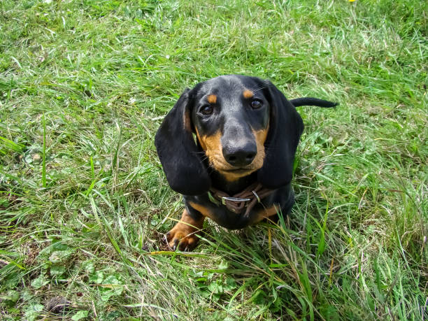 istock Portrait of a small dachshund . 2140086408