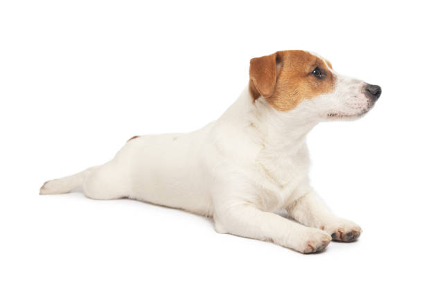 Young Jack Russell Terrier Dog lying on white background. This file is cleaned and retouched.