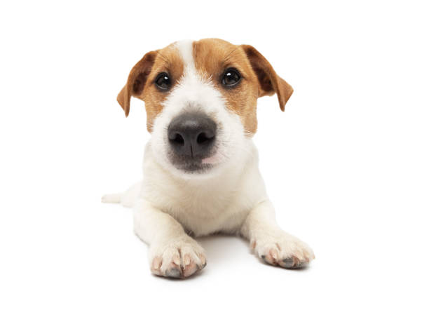 istock Young Jack Russell Terrier Dog lying on white background 2140089626