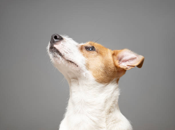 istock Young Jack Russell Terrier Dog portrait on grey background 2140090156