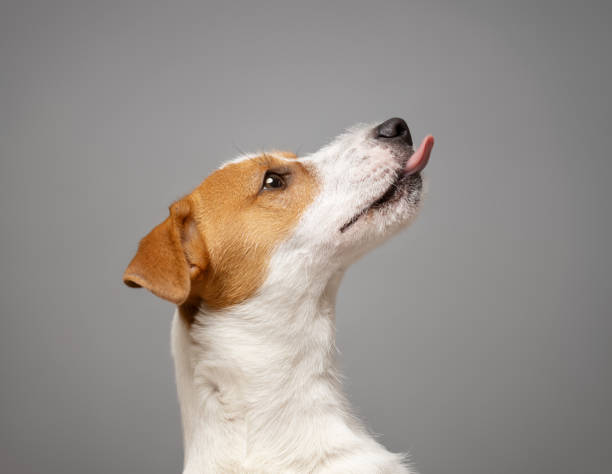 istock Young Jack Russell Terrier Dog portrait on grey background 2140090178