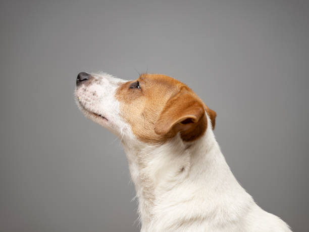 istock Young Jack Russell Terrier Dog portrait on grey background 2140090707