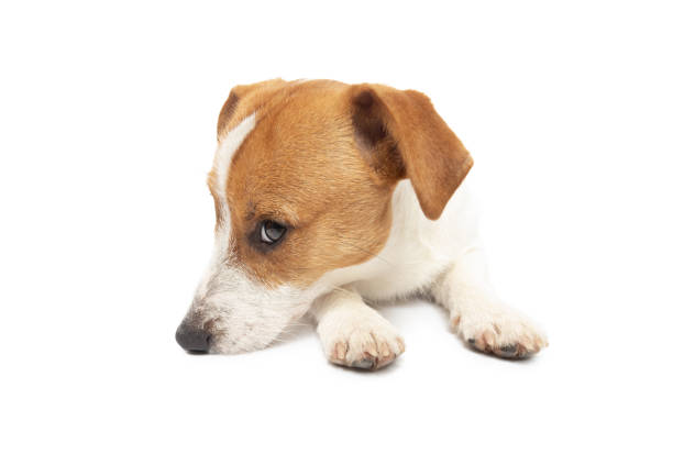 istock Young Jack Russell Terrier Dog lying on white background 2140091225