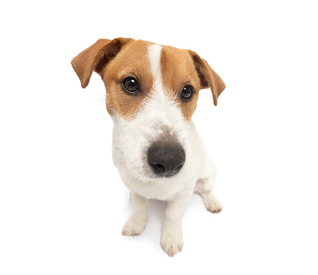 Young Jack Russell Terrier Dog sitting on white background. This file is cleaned and retouched.