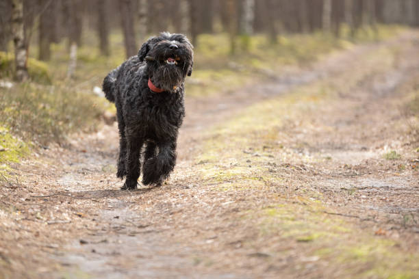 Black Giant Schnauzer dog walking with stick in forest. This file is cleaned and retouched.