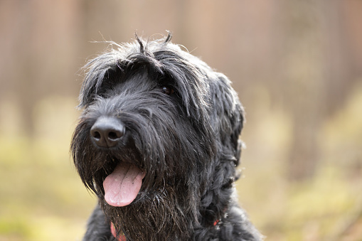 Black Giant Schnauzer dog outdoor portrait. This file is cleaned and retouched.