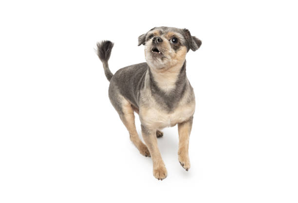 istock Young Small funny Mixed-Breed Dog standing on white background 2140093956