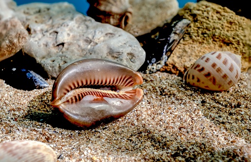 Mauritia Mauritiana or chocolate cowry, humpback cowry, seashell on a sand underwater