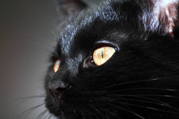 Portrait of a nice young black cat against gray background