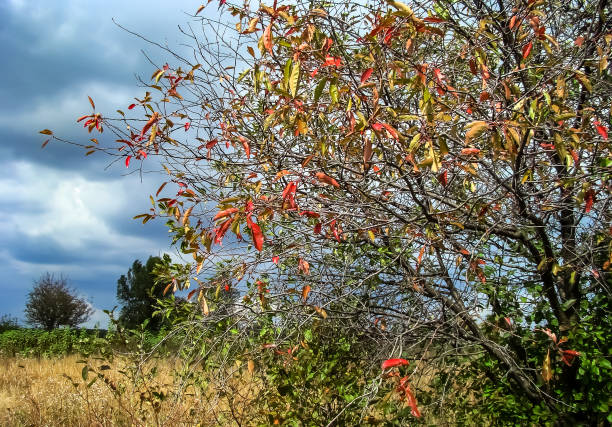 Autumn tree with red foliage against a blue cold sky.