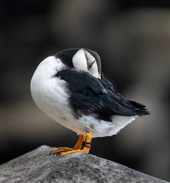 ツノメドリ(fratercula corniculata)と野生動物追跡タグ。米国アラスカ州。 - wildlife tracking tag ストックフォトと画像