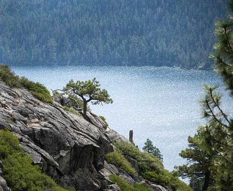 Trees growing on the cliff at Emerald Bay. Lake Tahoe. California.
