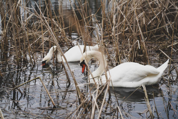 Large birds swimming in the lake
