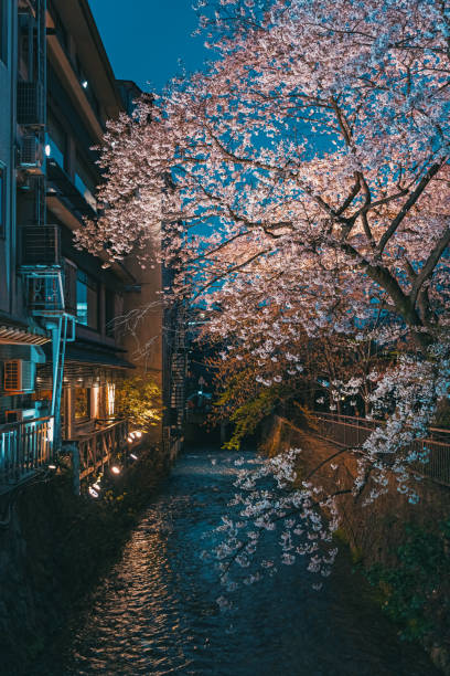 istock Beautiful night cherry blossoms 2140123526