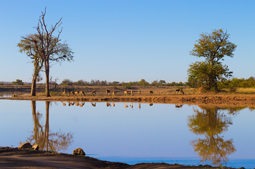 A scenic view of antelopes at a lake in Kruger National Park, South Africa