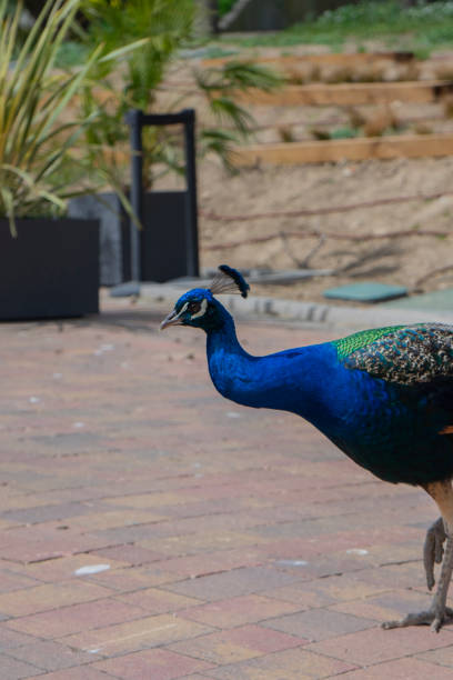 istock Graceful Grandeur: A Peacock's Colorful Charm 2140150284