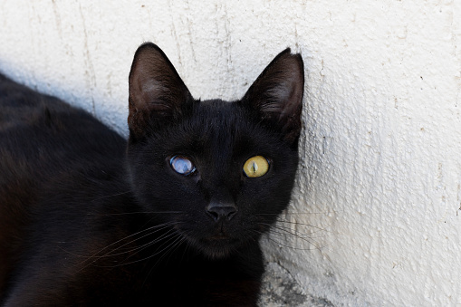 Black cat resting against a wall with one blue and one yellow eye, displaying heterochromia. Sick, damaged eye