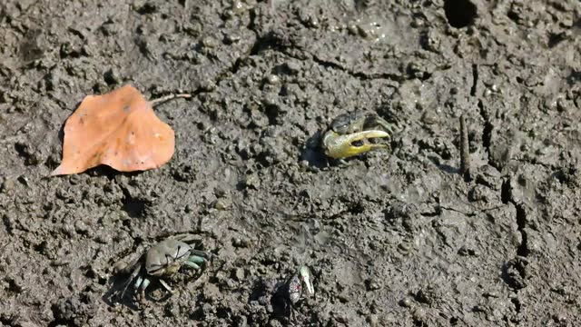 Video clip Finger-clawed crabs come out of their holes to find food on the mudflats in the mangrove forest.