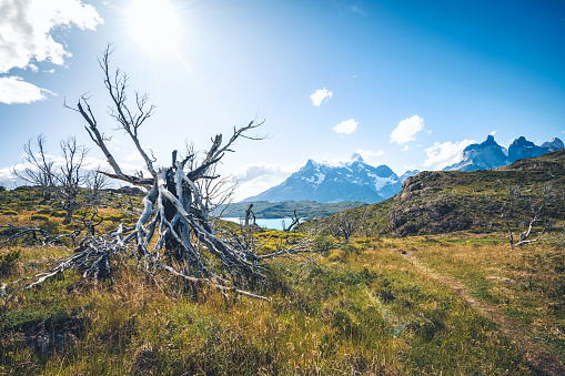 burnt trees in front of majestic panorama of Mountain range in Torres del Paine national park, Patagonia-Chile