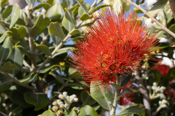 istock Vibrant Pohutukawa Tree Blooms in Cyprus 2140175614