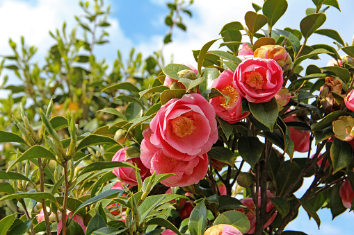 Pink camellia bush with flowers in bloom and buds.
