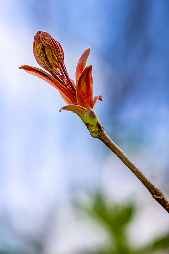 A mesmerizing close-up capturing the gradual unfurling of leaves from a bud. This image showcases the intricate beauty of nature's renewal process, as the delicate leaves gracefully emerge, symbolizing growth and the promise of new beginnings. Perfect for illustrating concepts of growth, vitality, and the beauty of natural cycles.