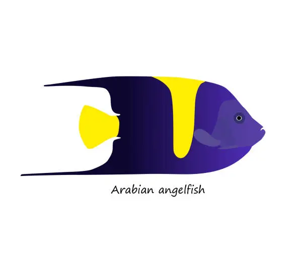 Vector illustration of Arabian angelfish (Pomacanthus asfur) isolated on white background. Vector illustration