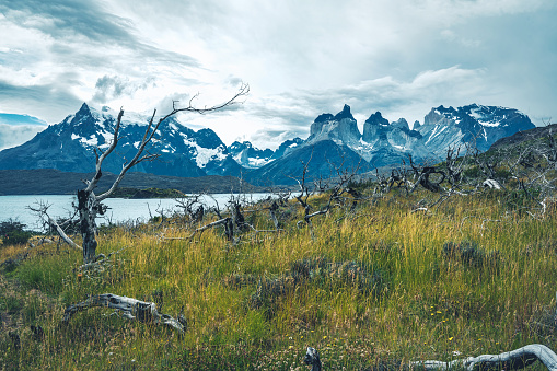 burnt trees in front of majestic panorama of Mountain range in Torres del Paine national park, Patagonia-Chile