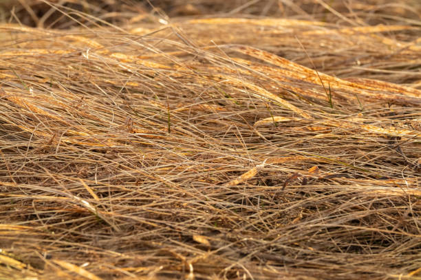 A detailed close-up photograph capturing the intricate textures of wild grasses in Badlands National Park, South Dakota, illuminated by the warm glow of the winter sun. The soft, golden light enhances the delicate features of the grasses, highlighting their slender stems and feathery tips against the backdrop of the park's unique geological formations. This image beautifully contrasts the vibrant life of the grasslands with the rugged, eroded landscape of the Badlands, offering a serene and captivating view of this natural wonder.