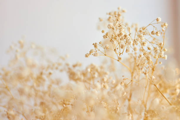 istock Background with tiny white flowers gypsophila blurred, selective focus. 2140235344