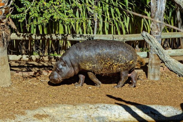 A pigmy hippopotamus, native to West Africa,  walking in winter sunshine at a wildlife park near Oudtshoorn, Western Cape South Africa