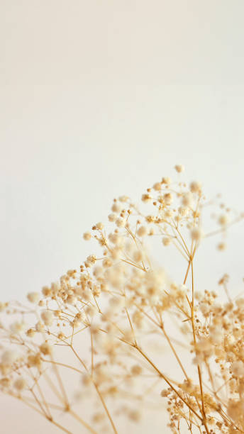 istock Background with tiny white flowers gypsophila, blurred, selective focus. 2140236901