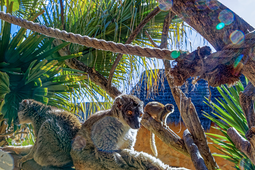 A small family of Northern Bamboo Lemurs from Madagascar sitting in the sun at a wildlife park near Oudtshoorn, Western Cape South Africa