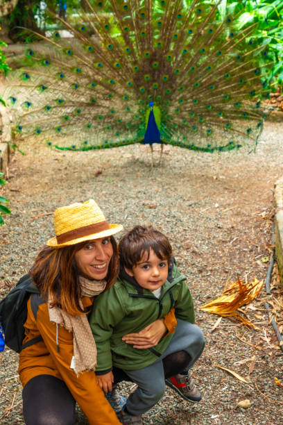 une mère et son enfant regardant un paon indien mâle ouvert parce qu’il est en chaleur à la recherche de femelles. municipalité d’arucas, gran canaria - family mouth open vertical mother photos et images de collection