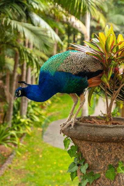 istock A peacock is standing on a plant in a garden 2140281761