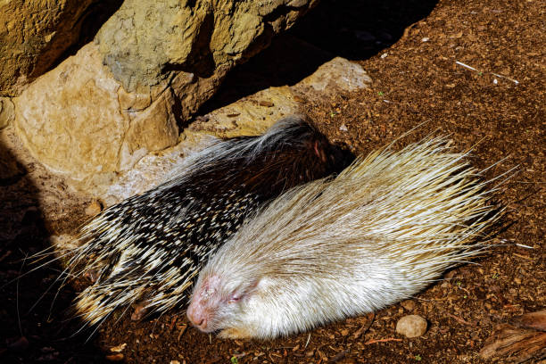 Two porcupine, one an albino, fast asleep in warm winter sunshine at a wildlife park near Oudtshoorn, Western Cape South Africa