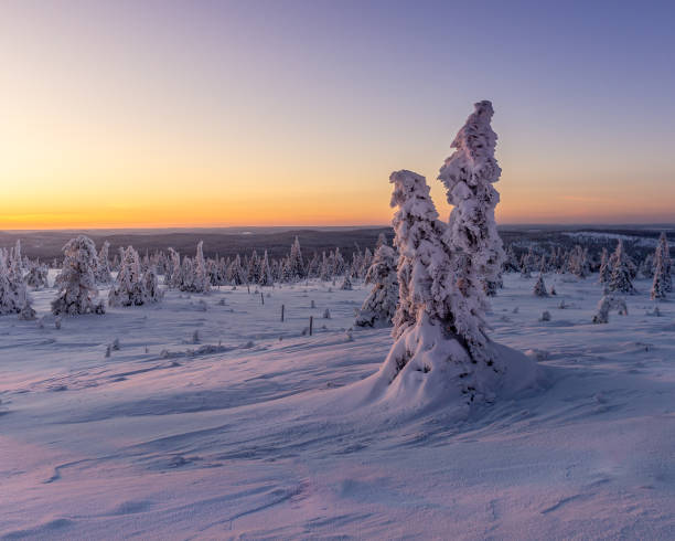 istock Snowy landscape with snow-covered trees at dusk 2140285779